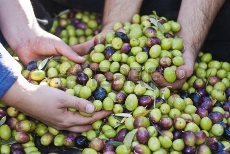 olives these-hands-are-checking-the-olive-harvest-olives-picking-in-sicily-italy